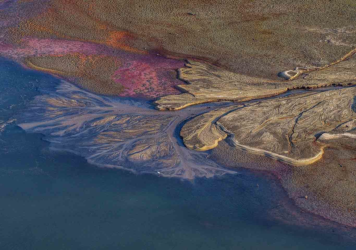 ▲白鹭的灵动身影与斑斓滩涂相映。