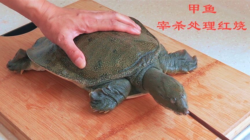 一只4斤大甲鱼，宰杀处理红烧全过程，美味多汁满满的胶原蛋白