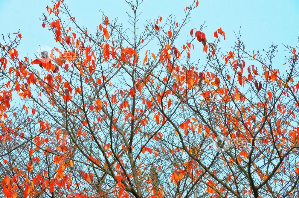 12月23日，江西省永新县滨江路两侧的樱花树叶片尽染深红，层层叠叠似火如霞。