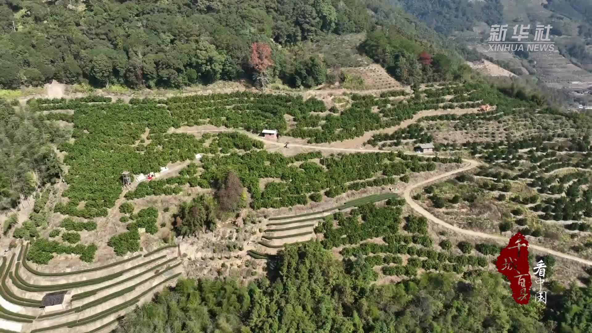 千城百县看中国丨福建尤溪：桔柚飘香