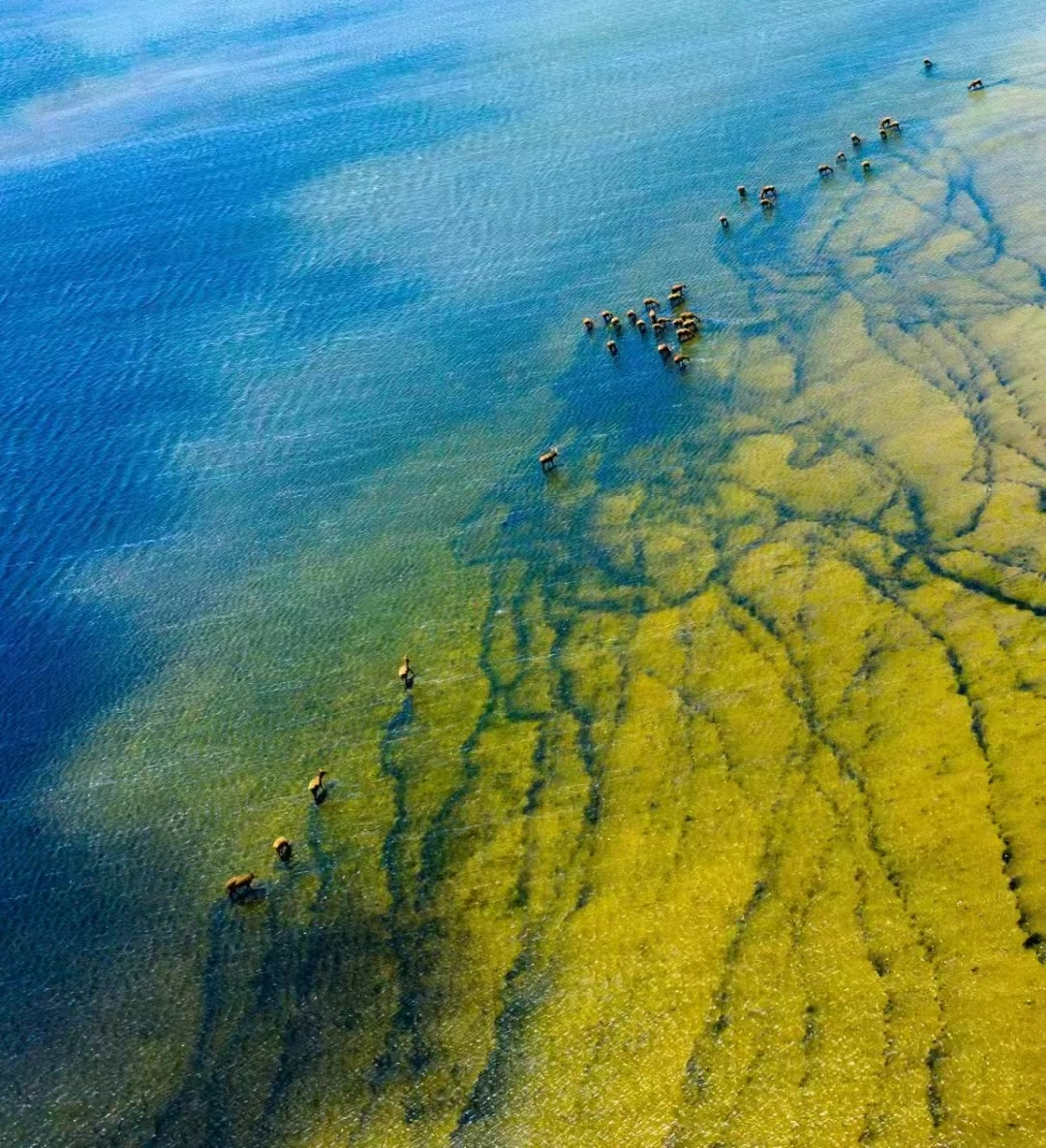 江苏东台｜条子泥湿地保护——从中国样本到国际范本