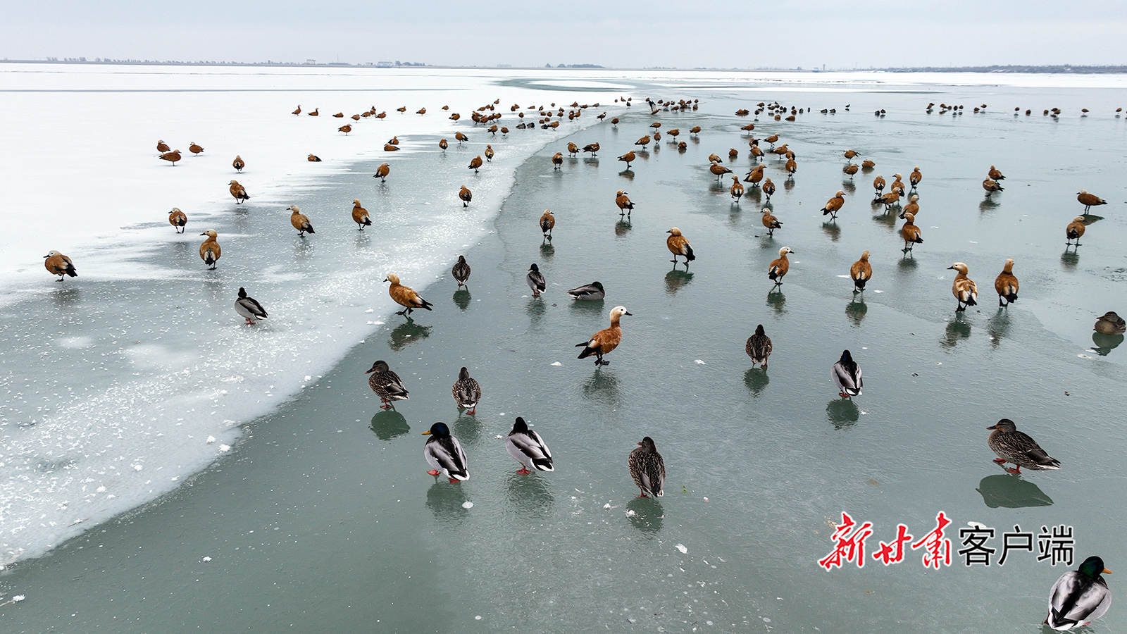甘肃金塔：候鸟翔集绘就冬日盛景