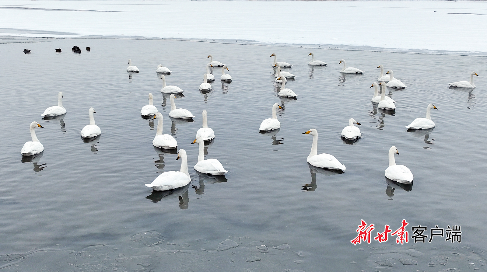 甘肃金塔：候鸟翔集绘就冬日盛景