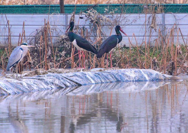 秦岭脚下稻田发出生态“邀约” 黑鹳越冬迁徙连年组团“赴约”