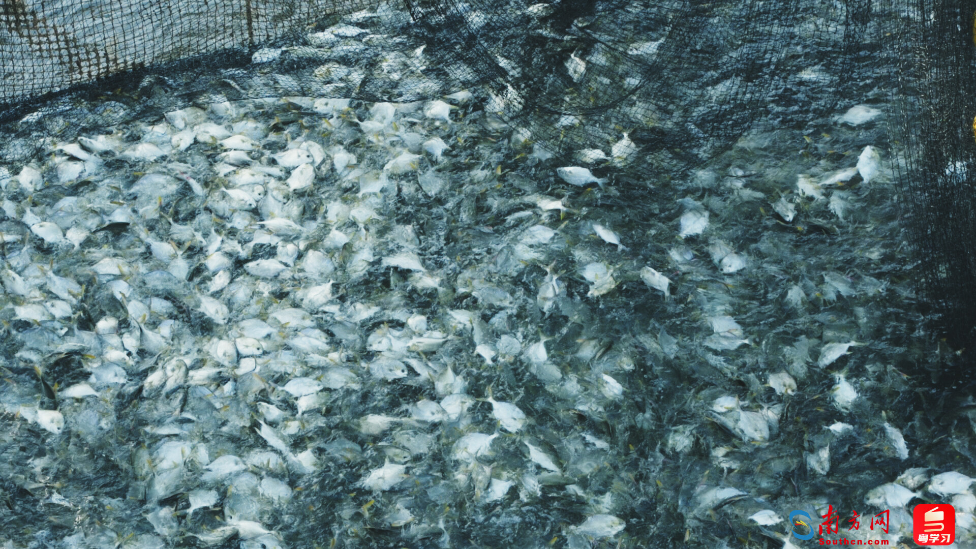 活跃的金鲳鱼。