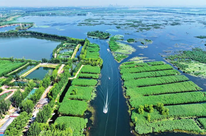 船只在白洋淀内行驶(2025 年 6 月 11 日摄) 牟宇摄 / 本刊