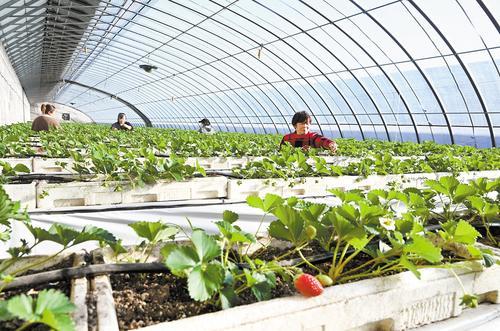 近日，在永清县海泽田现代农业园区，农民正在管护基质栽培架上的草莓。