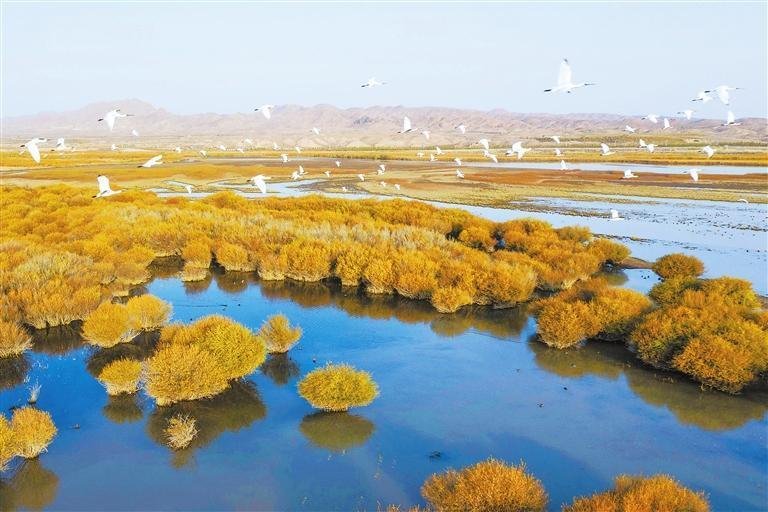 民勤石羊河国家湿地公园　姜爱平