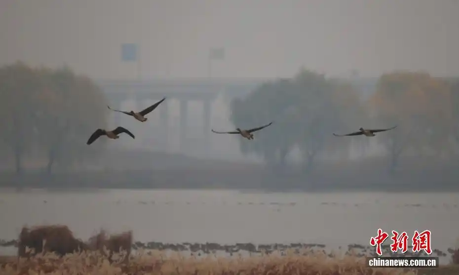 湖北武汉：府河湿地候鸟翔集