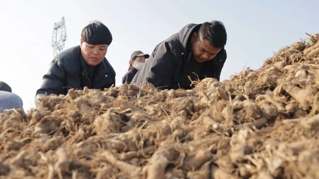 安徽阜南：中草药丰收富乡邻 特色产业赋能乡村振兴[00-10-09][20251212-153405696].jpg