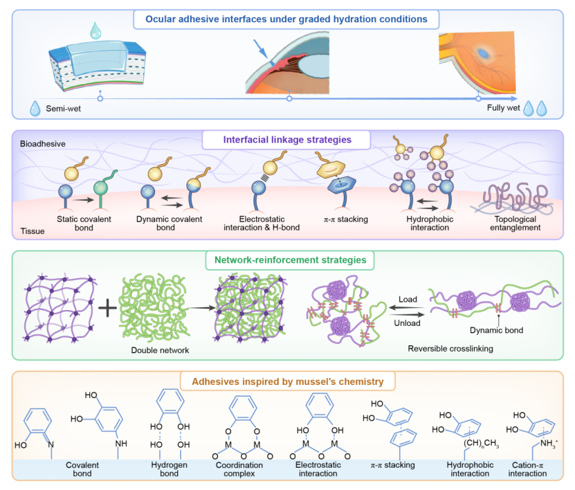 图1眼部粘附机制与材料设计策略