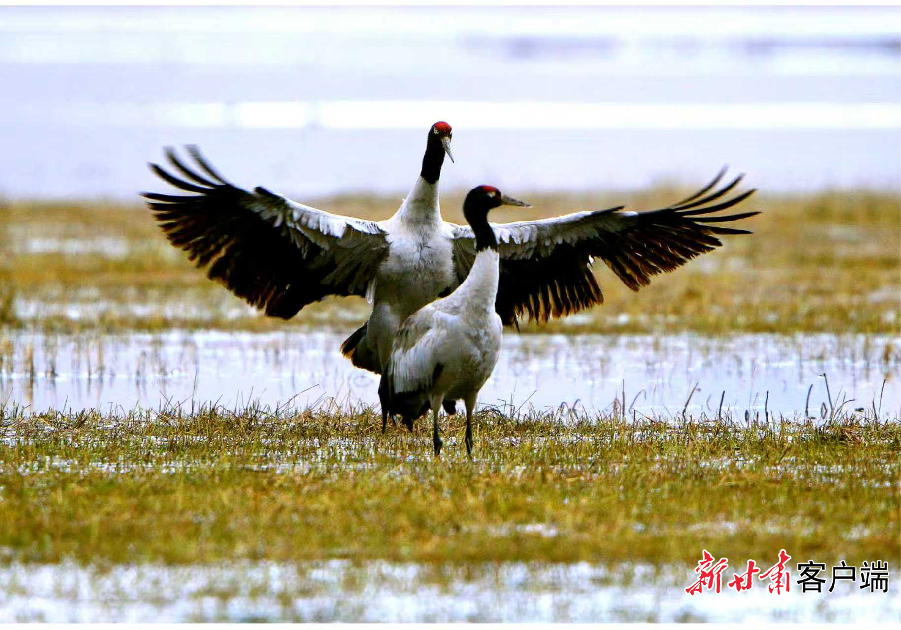 国家Ⅰ级保护动物黑颈鹤正在波光粼粼的尕海湖畔悠然踱步