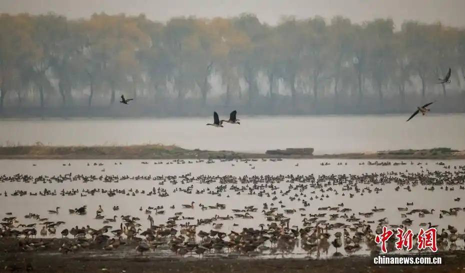 湖北武汉：府河湿地候鸟翔集