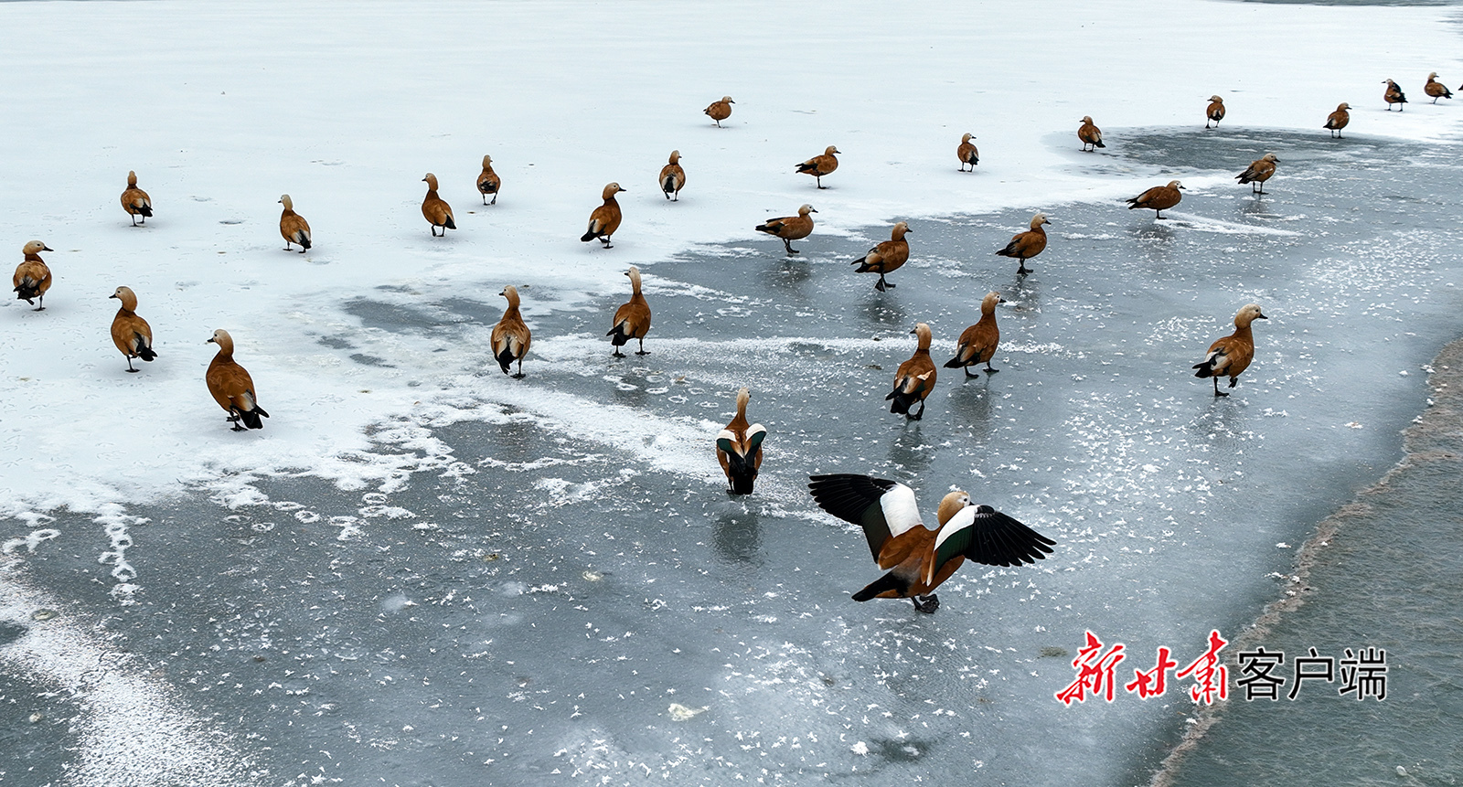 甘肃金塔：候鸟翔集绘就冬日盛景