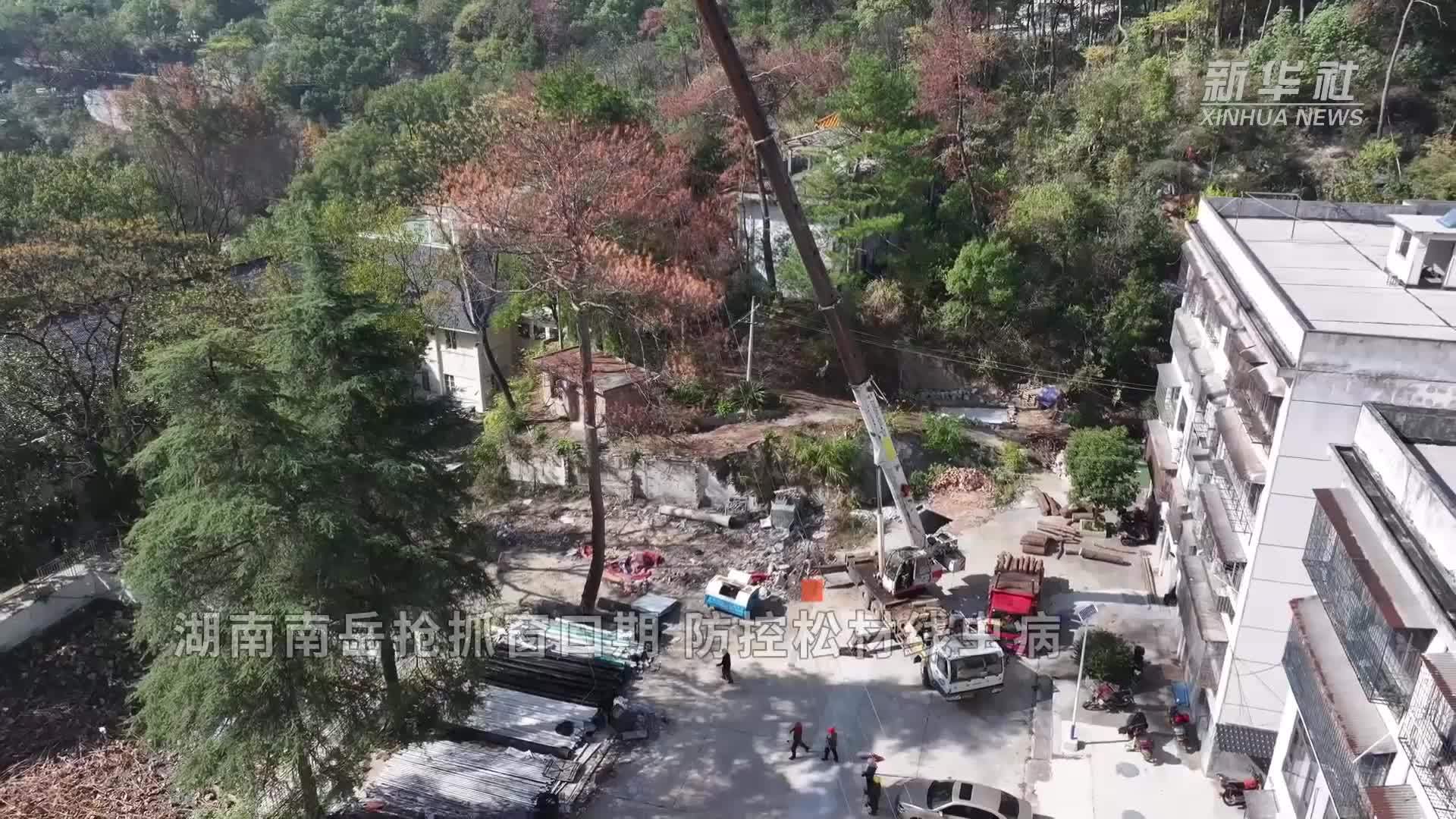 湖南南岳抢抓窗口期 防控松材线虫病