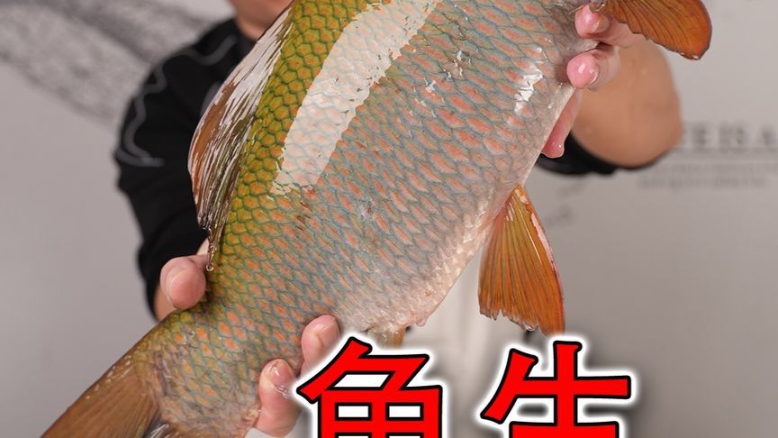 鱼生界的天花板，广西最贵淡水鱼沉香鱼