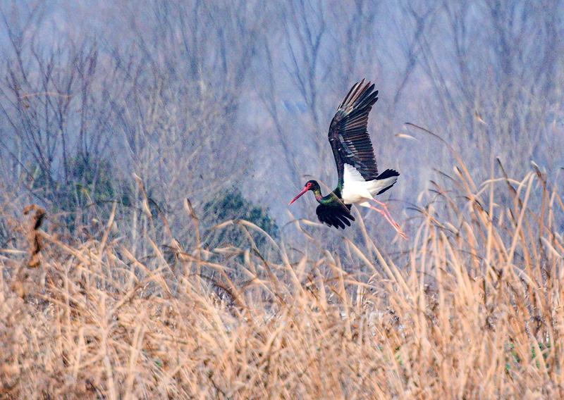 秦岭脚下稻田发出生态“邀约” 黑鹳越冬迁徙连年组团“赴约”