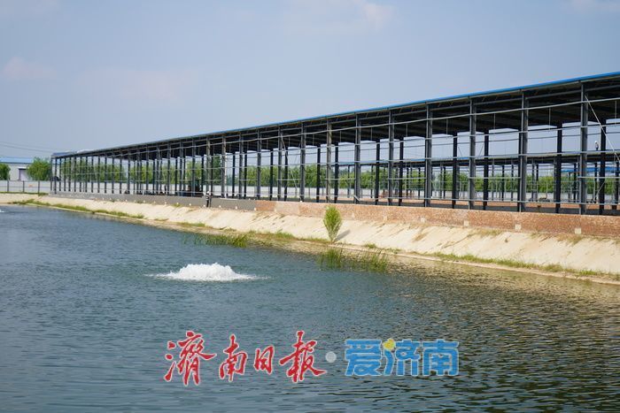 天桥区桑梓店街道鲈鱼养殖基地