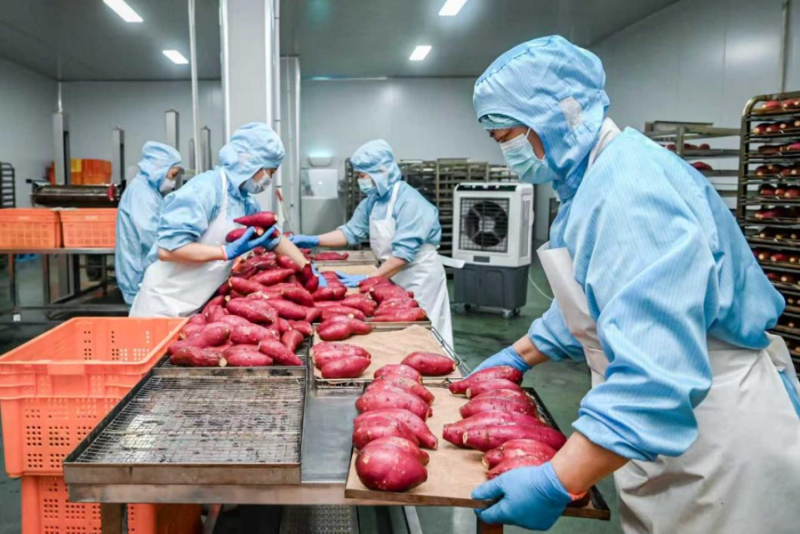 2025年12月16日,工人在柏乡县慧谷春禾农业科技有限公司车间内加工冰薯。新华社记者 岳文婷 摄