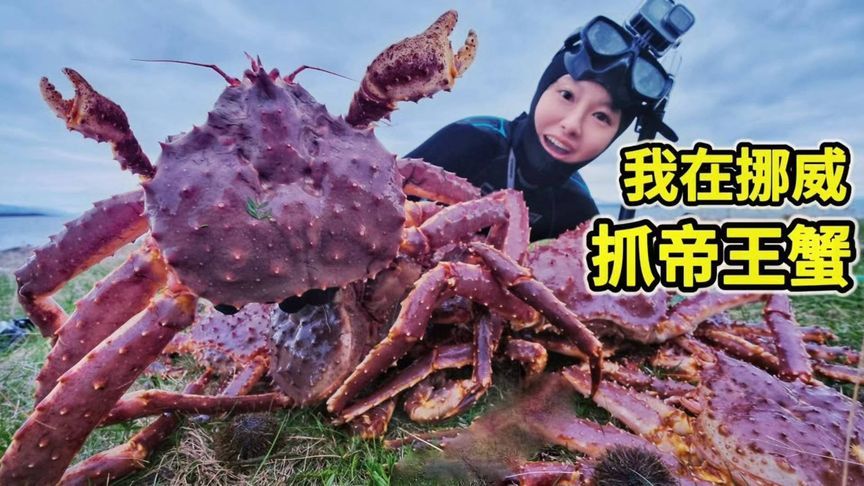 挪威帝王蟹泛滥！各种吃法你想怎么吃？