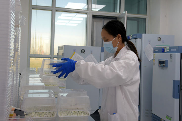 2025年11月14日,在甘肃省酒泉芯农研种业科技有限责任公司生物技术育种室,科研人员在进行组培试验。新华社记者 王朋 摄