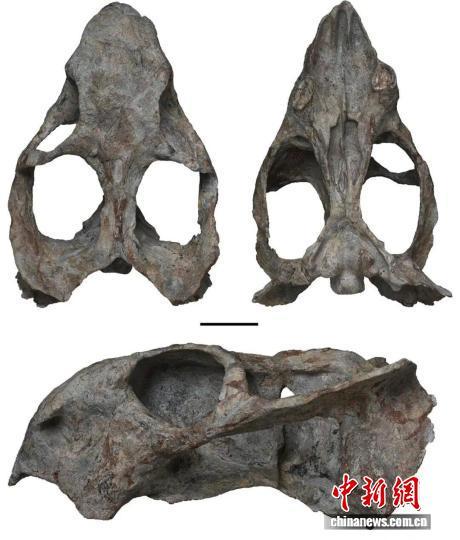 本次研究的郭氏恐异齿兽正型化石标本（比例尺为5厘米）　中国科学院古脊椎所供图