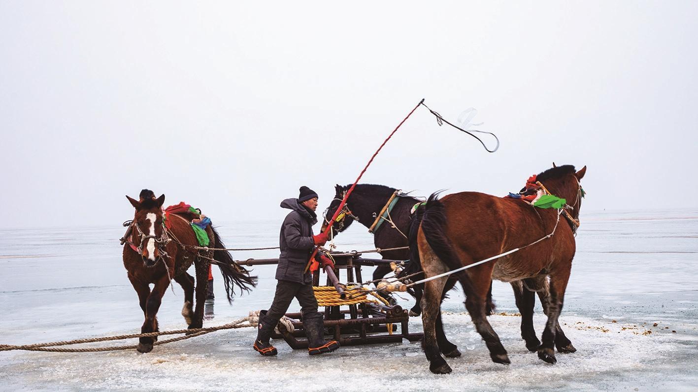 今冬捕鱼开网。这是首网马拉绞盘现场。