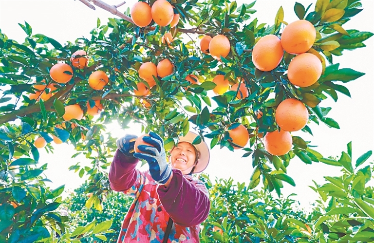 江西省大余县青龙镇赤江村香草脐橙种植基地，工人正抢抓农时采摘脐橙。 叶功富摄