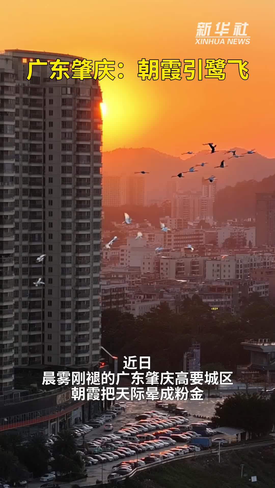 秀我中国｜广东肇庆：朝霞引鹭飞