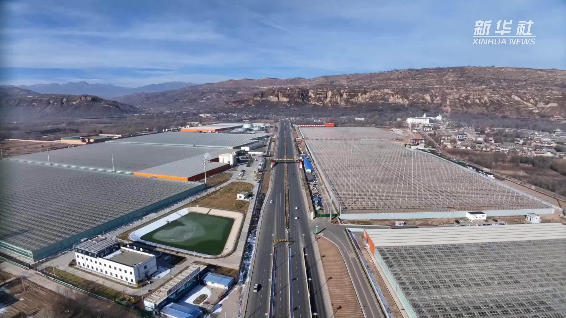 乡村深镜头｜黄土高原上的鲜切玫瑰“超级工厂”