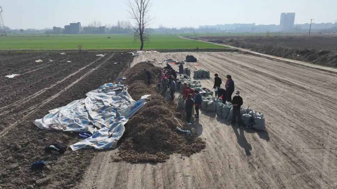 安徽阜南：中草药丰收富乡邻 特色产业赋能乡村振兴[00-01-04][20251212-153136334].jpg