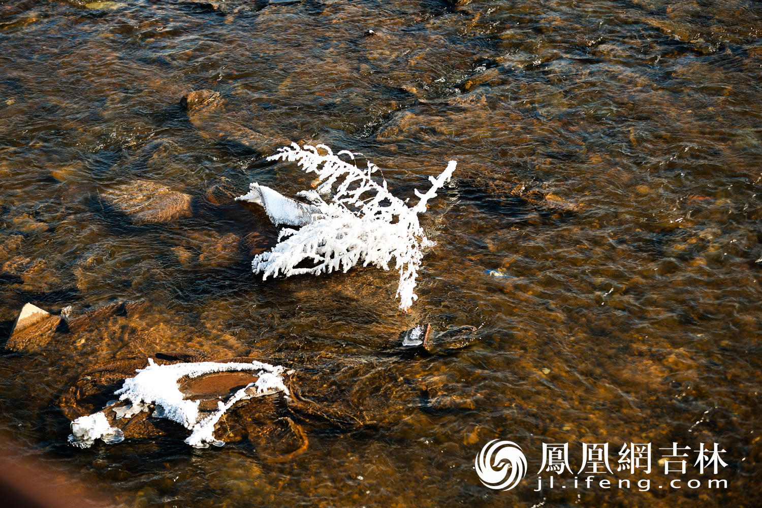 图集丨长春伊通河畔现雾凇奇观