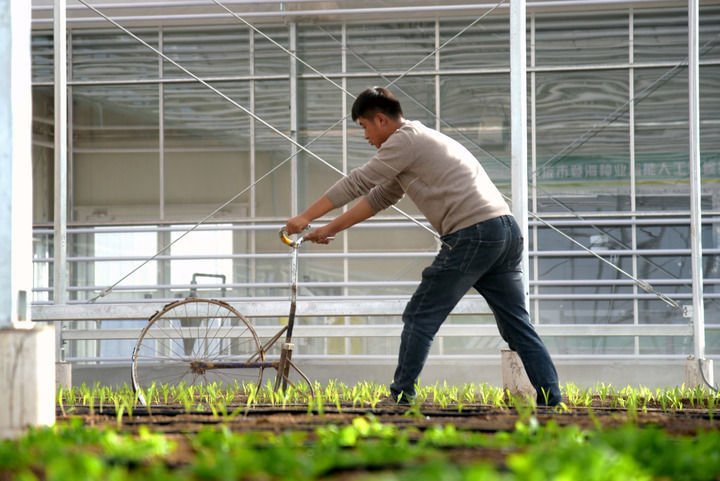 2025年11月12日,在甘肃省张掖市登海种业有限公司人工气候温室,工作人员在开展育种试验。新华社记者 王朋 摄