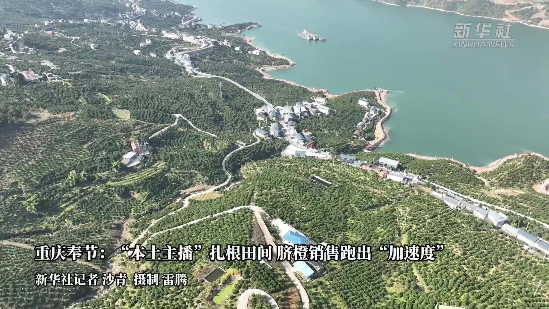 重庆奉节：“本土主播”扎根田间 脐橙销售跑出“加速度”