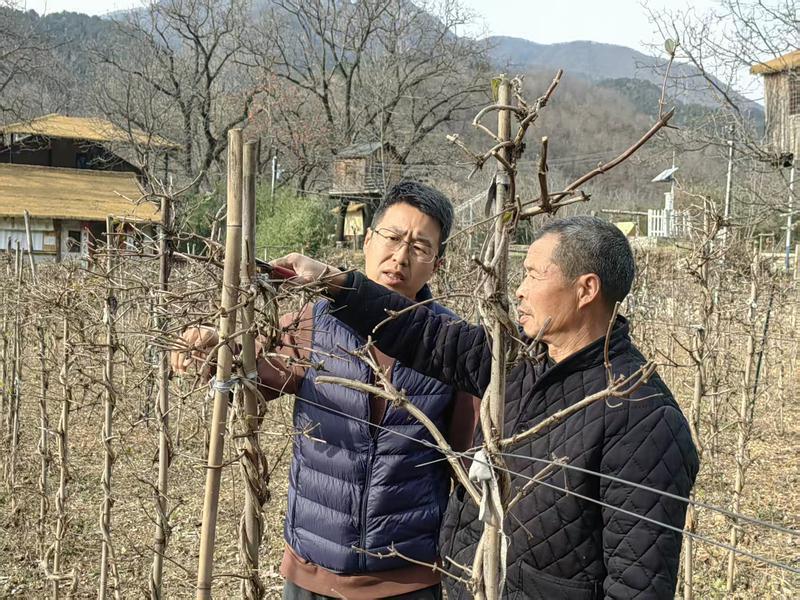 图为李洋(左）和员工在设施农业园区修剪金银花枝