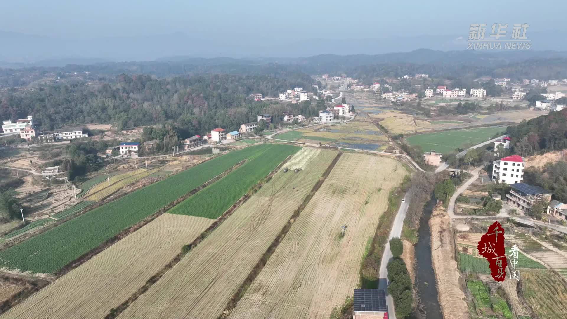 千城百县看中国丨湖南衡阳：白萝卜丰收产销旺