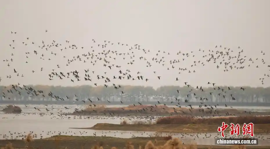 湖北武汉：府河湿地候鸟翔集