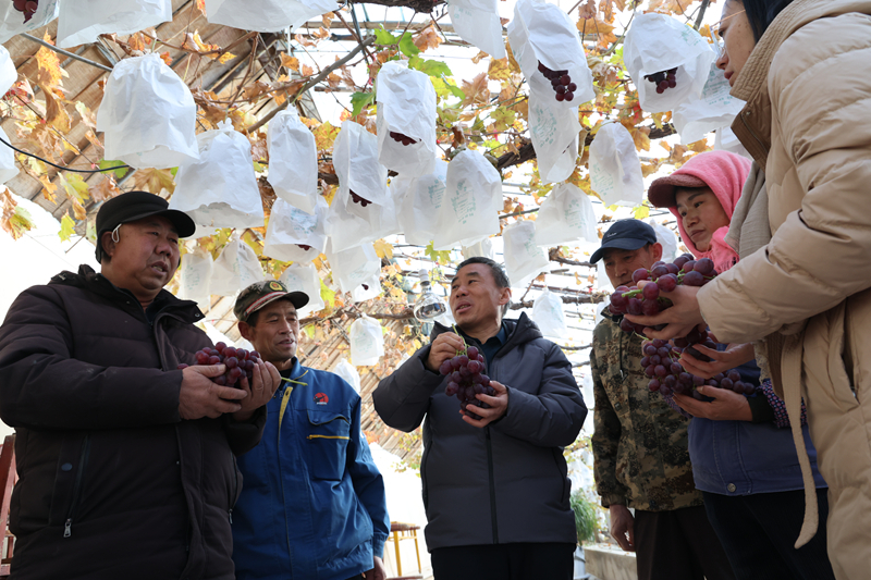 35载田间地头传经送技　甘肃临泽兴农人带乡亲走致富路