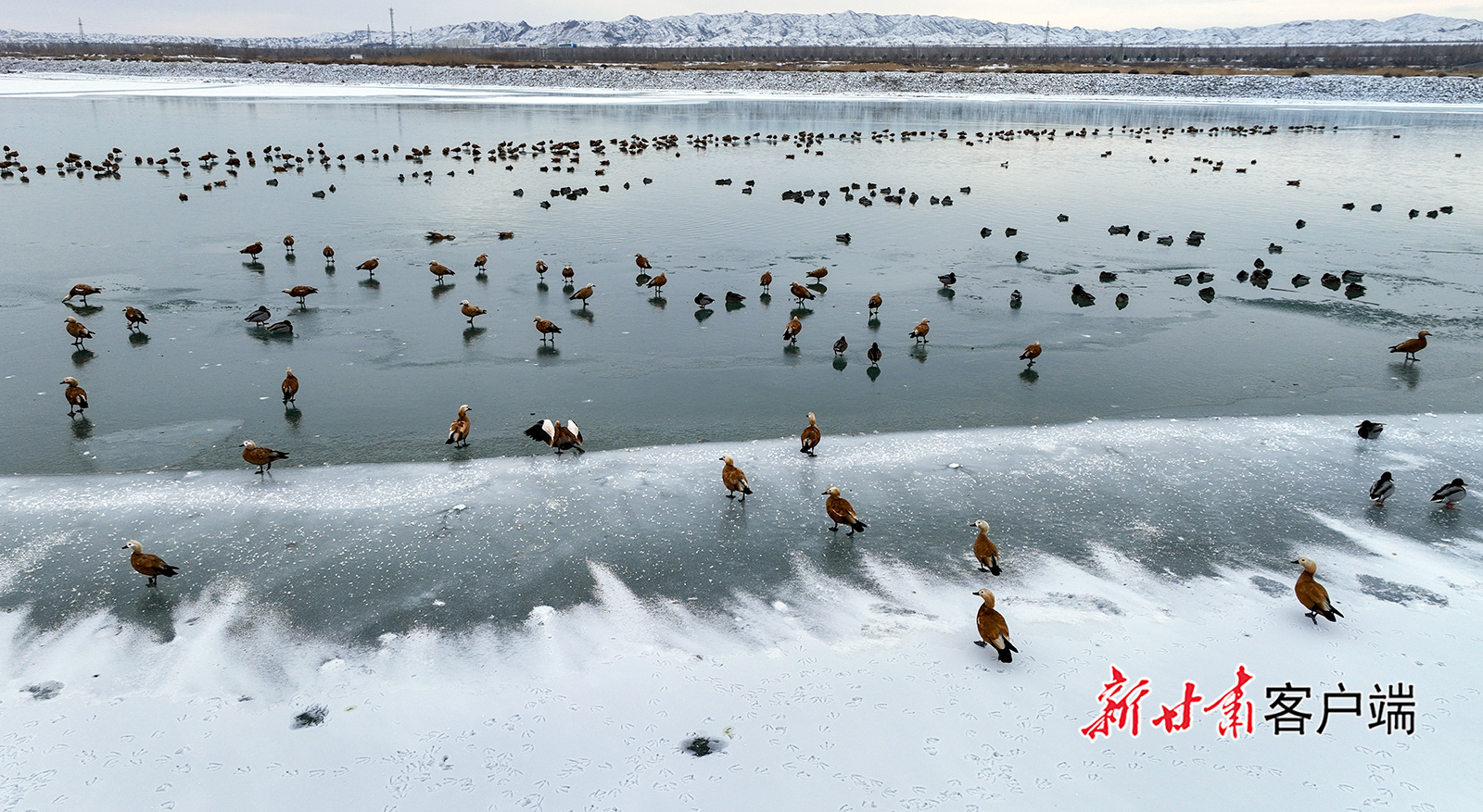 甘肃金塔：候鸟翔集绘就冬日盛景