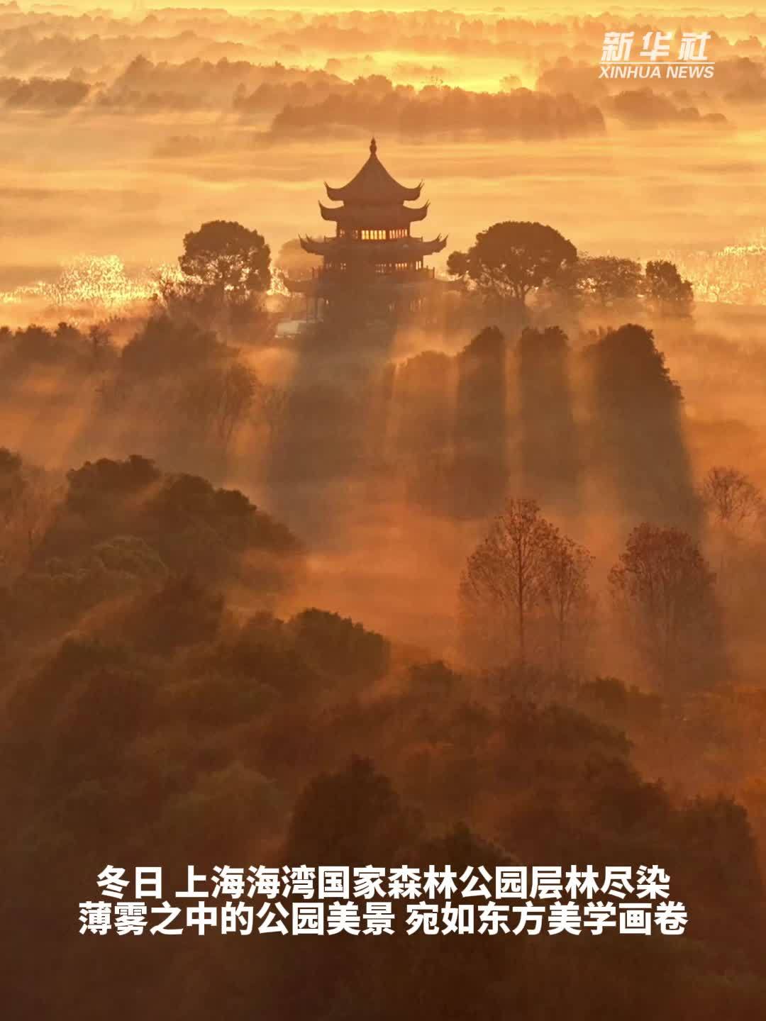 秀我中国｜航拍上海海湾国家森林公园：雾锁层林，宛如东方美学画卷