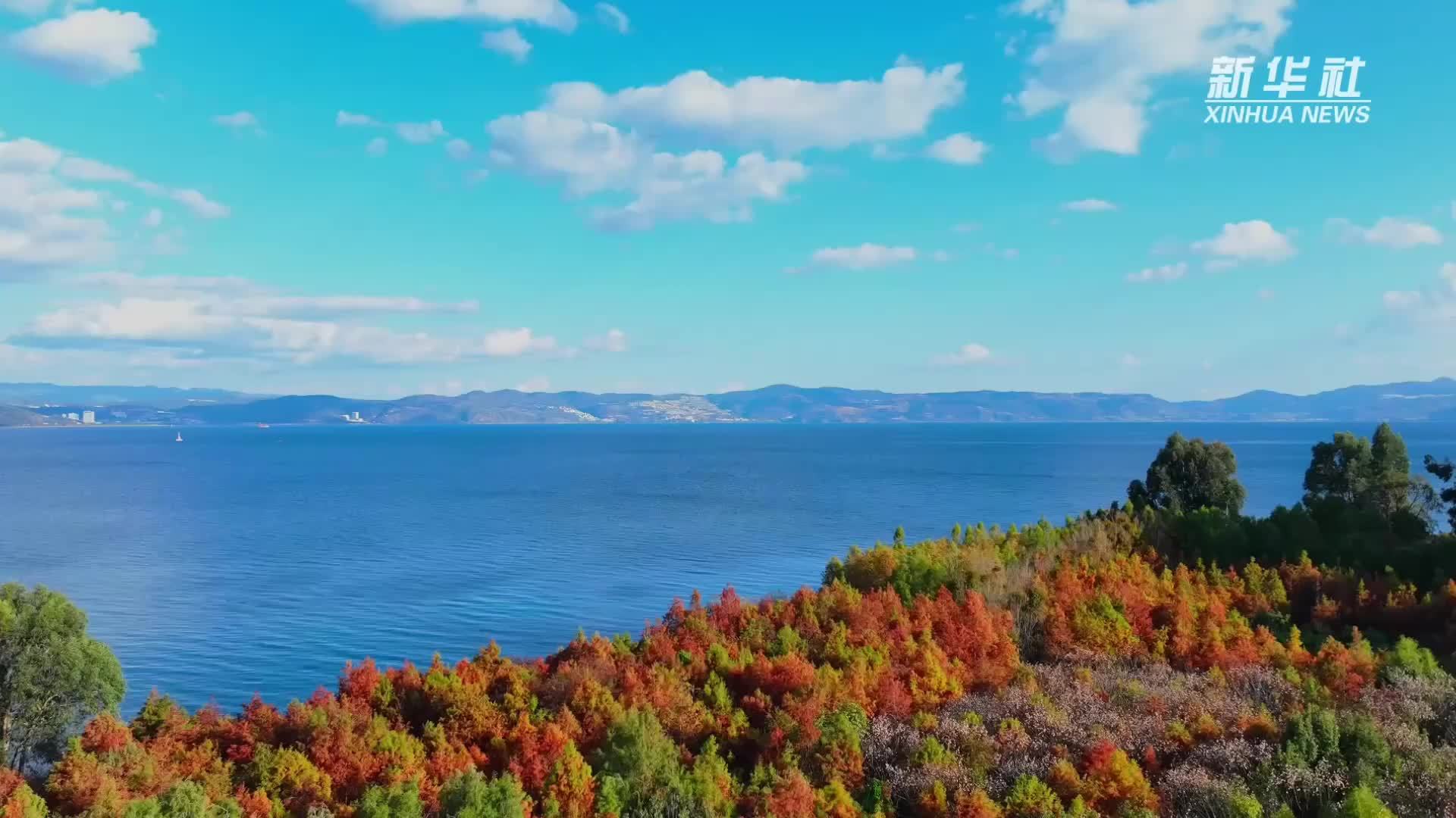 云南冬日生态画卷：水杉映碧波 樱花红山野