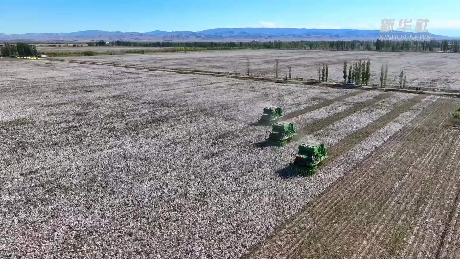 新疆棉花产量首次突破600万吨