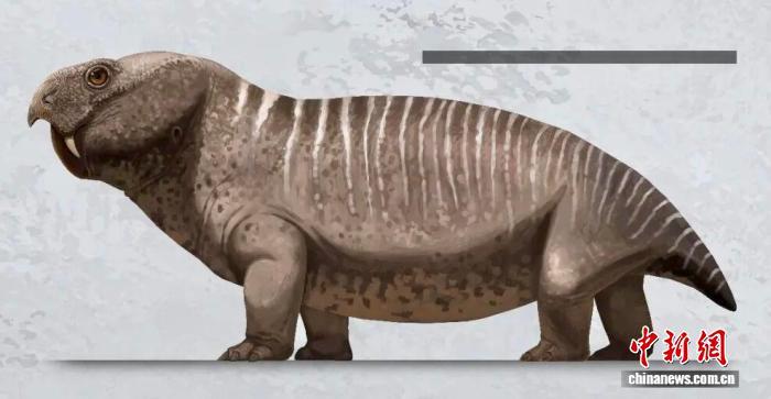 郭氏恐异齿兽复原图（比例尺为50厘米）　叶健豪　绘