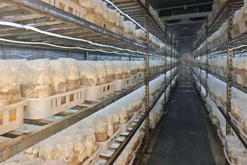 2025年11月14日,新河县的绣球菌智慧方舱。新华社记者 董笑坤 摄