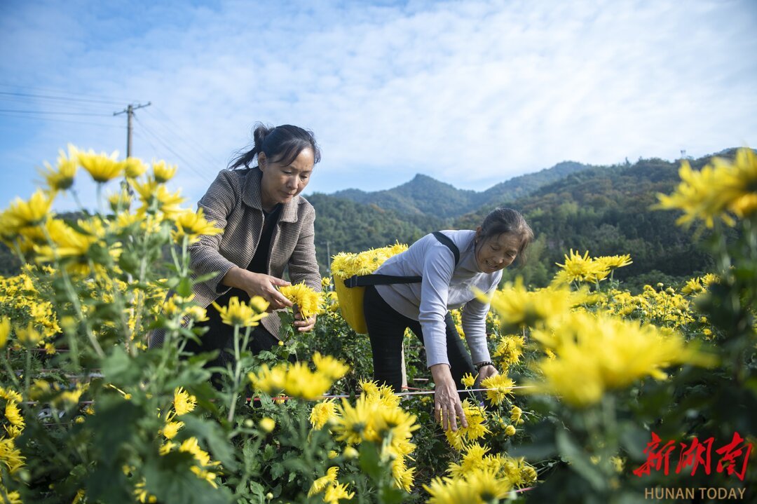 涟源市湖泉镇黄栗村金丝皇菊种植基地，农民在采收金丝皇菊。吴永华 摄
