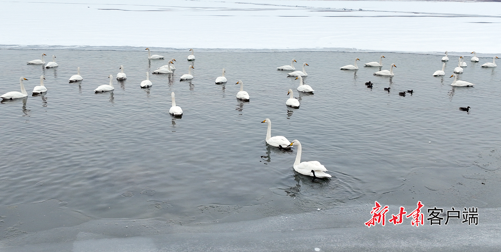 甘肃金塔：候鸟翔集绘就冬日盛景