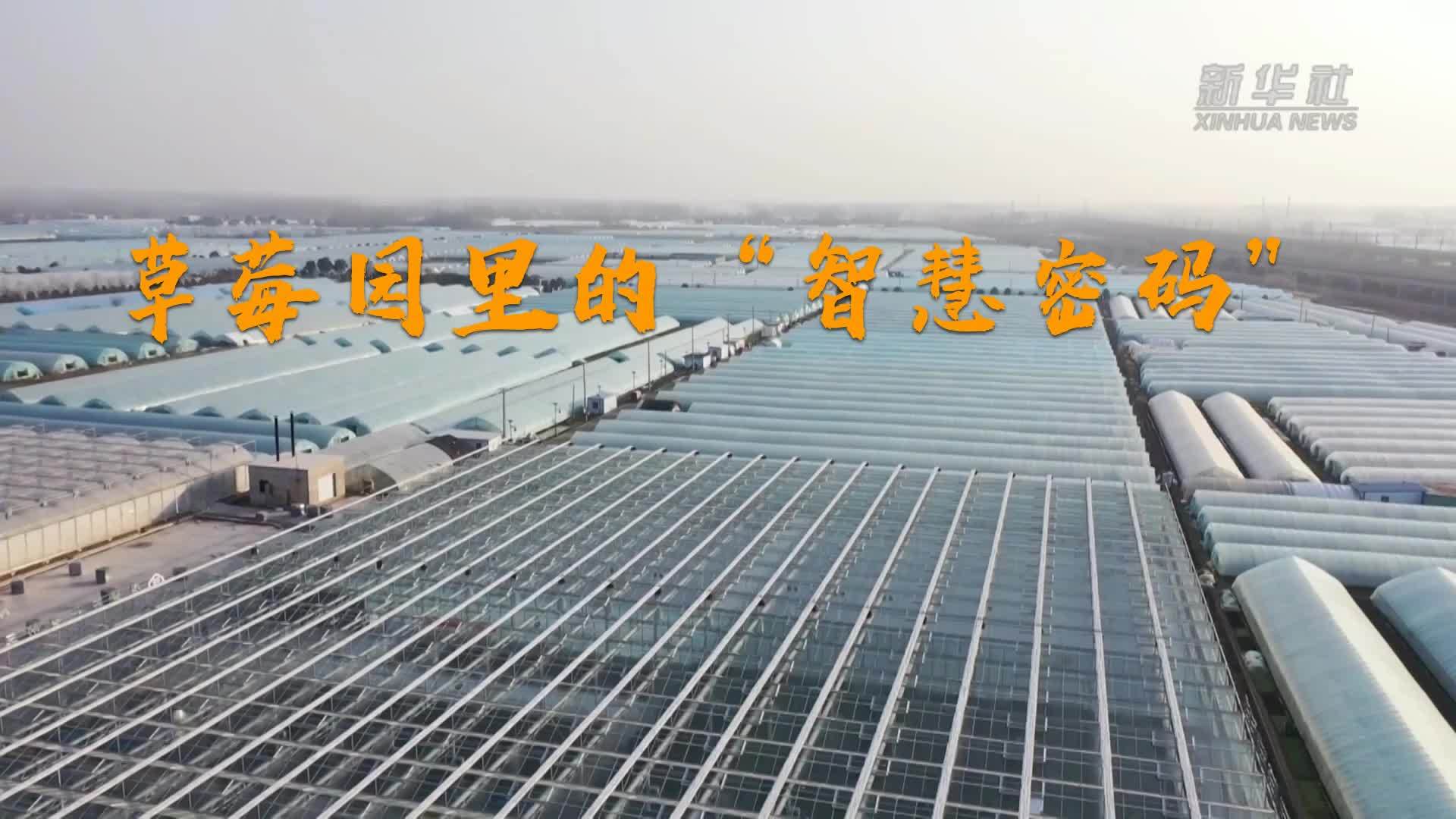 草莓园里的“智慧密码”