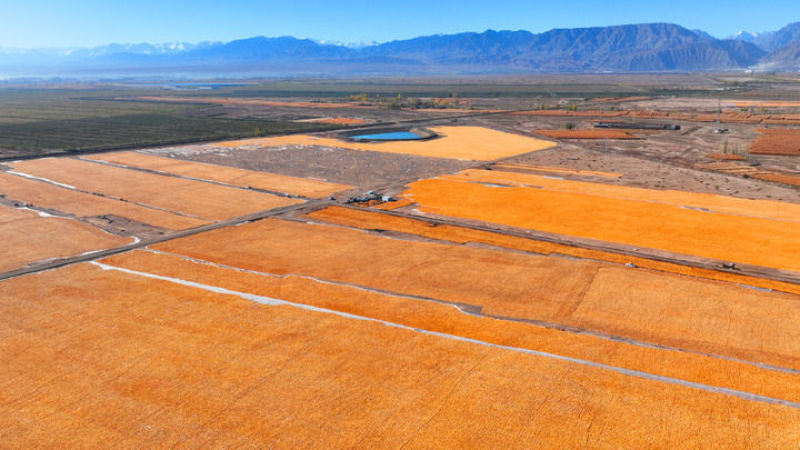 这是2025年10月13日在甘肃省张掖市甘州区一处荒滩拍摄的玉米种子晒场(无人机照片) 新华社发(李自海 摄)