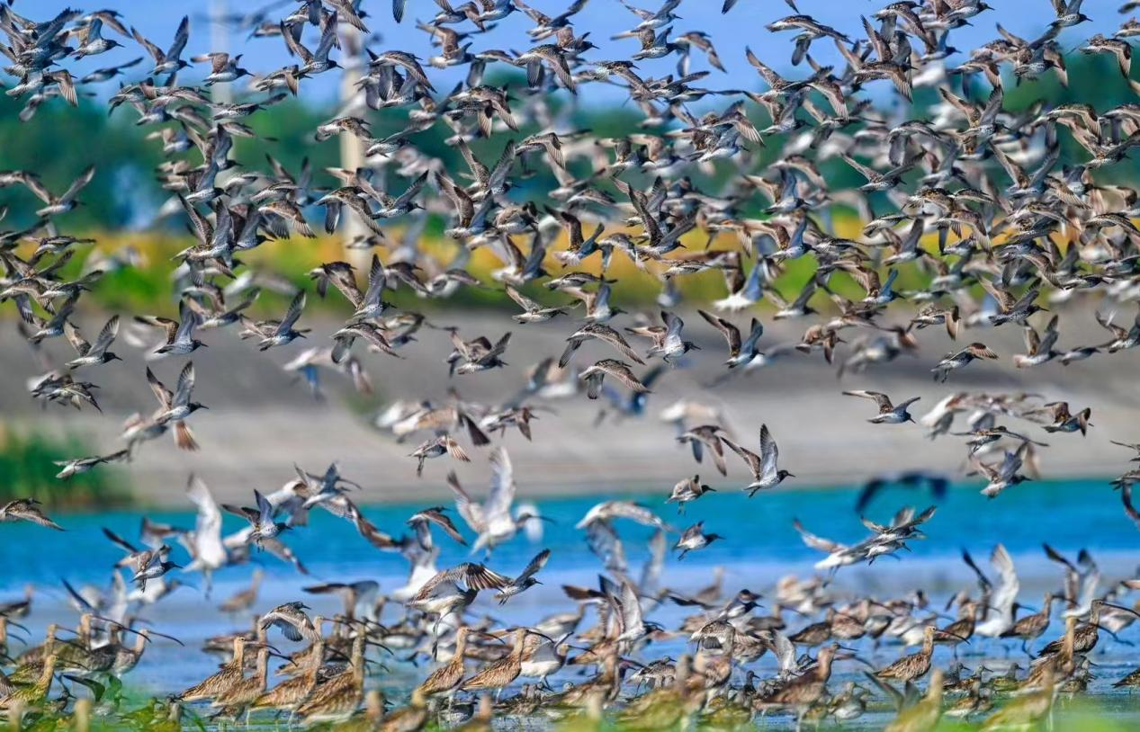 江苏东台｜条子泥湿地保护——从中国样本到国际范本