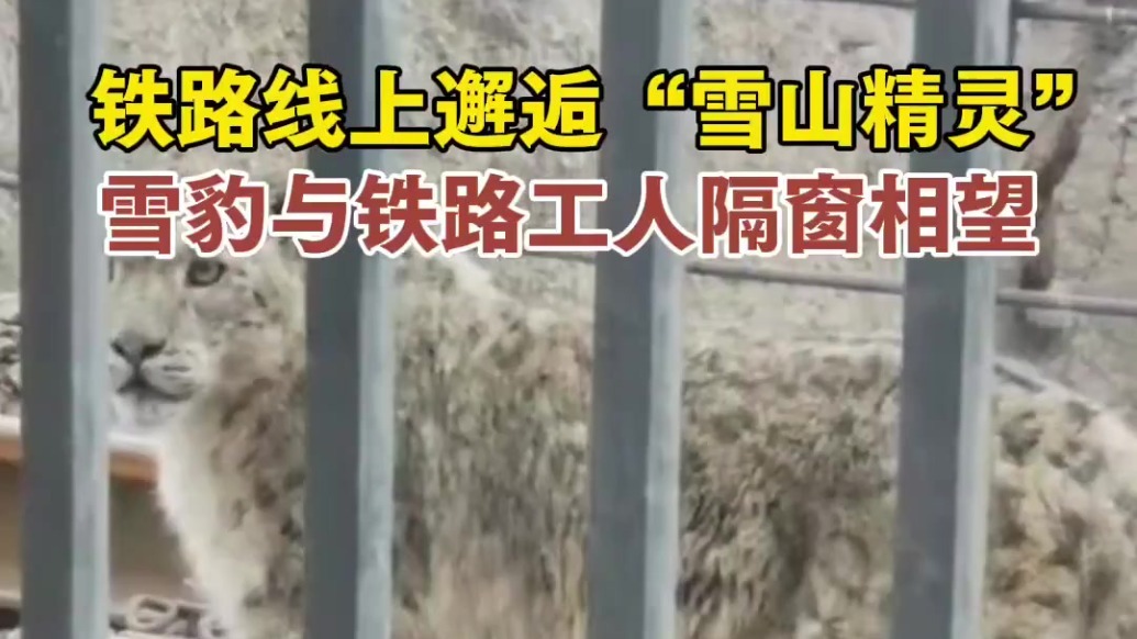 雪山精灵与铁路工人隔窗“打招呼”　珍贵画面“豹”光